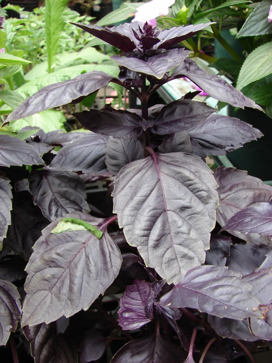 Фиолетовая форма базилика душистого (var. purpureum).